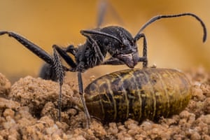 An aphaenogaster iberica ant