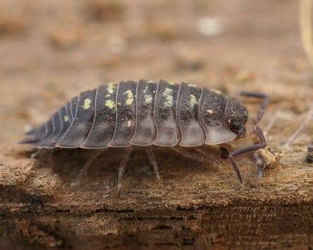 A common shiny woodlouse on wood