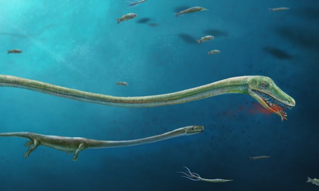 The unusually long-necked marine reptile gave birth to live young 245m years ago.