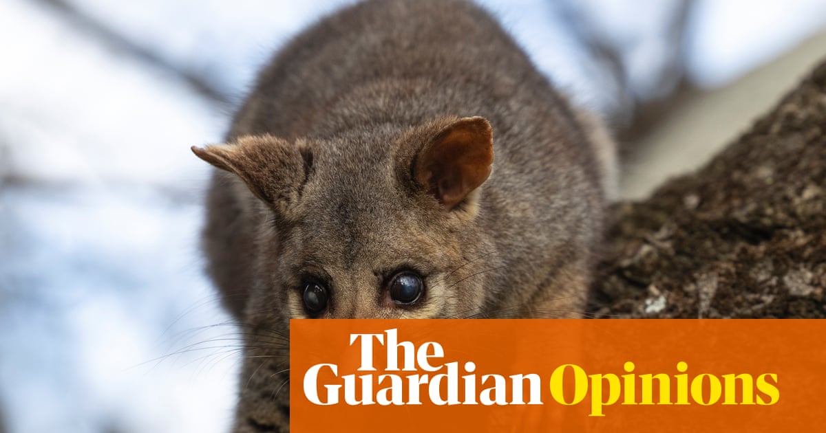 My girlfriend’s a New Zealander and so hates possums. It’s not a ...