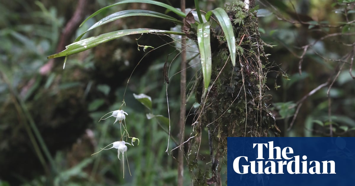 Орхидея на върха на вулкана наречена също от учени борещи