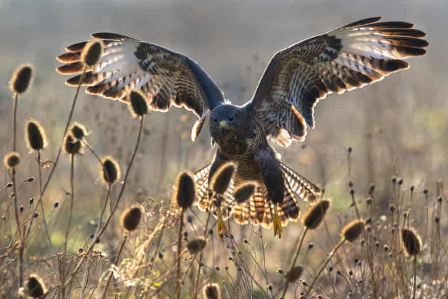 Vulture landing in the field