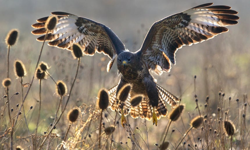 Granting this licence to shoot buzzards will unleash a killing spree 5616