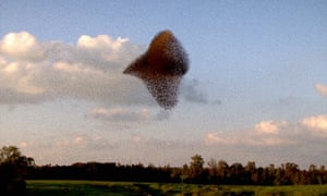 Staggering … the murmuration of starlings in Arcadia.