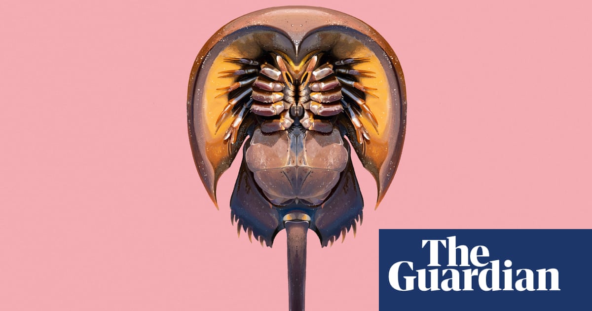 ‘Living fossil’: the blue-blood arthropod that has changed little in 445m years