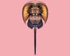 ‘Living fossil’: the blue-blood arthropod that has changed little in 445m years