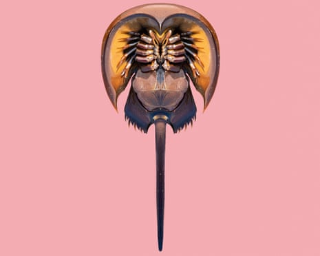 Illustration of an upturned horseshoe crab, showing its legs, shell, and long tail on a pink background