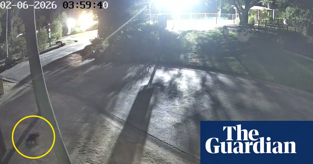 Where the devil is Mary? Search under way after Tasmanian marsupial escapes Gold Coast wildlife park Where the devil is Mary? Search under way after Tasmanian marsupial escapes Gold Coast wildlife park