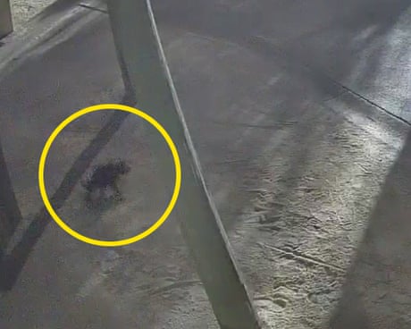 Tasmanian devil Mary was spotted on CCTV camera within Gold Coast theme park Paradise Country the morning she disappeared. She has been found 2km away.