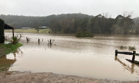 winery vines submerged in flood waters
