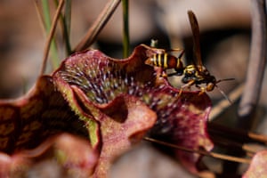 A hornet sits on a pitcher plant at the Carolina Beach State Park N.C. USA