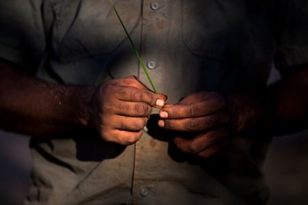 Un brin d'herbe spinifex, récolté avant d'être brûlé et transformé en une substance semblable à de la gomme pour l'embouchure d'un didgeridoo.