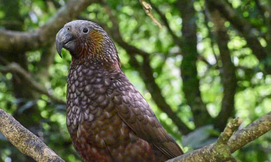 Kaka w Rezerwacie Ekologicznym Zealandia w Wellington.