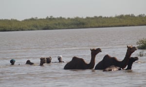 Herders and their kharai camels Gulf of Kutch
