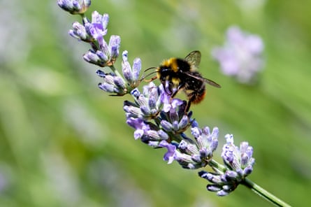 A red-tailed bumblebee collecting pollen from flowering lavender plants.