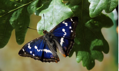 Mysterious, elusive and enthralling … the purple emperor. 