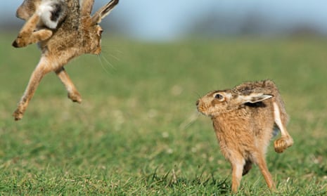 Brown hares (Lepus europaeus) boxing near Holt, Norfolk, England. UK