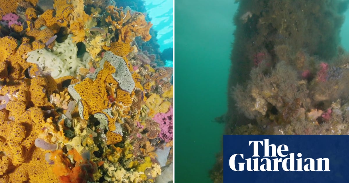South Australia Struggles Against Deadly Algal Bloom: What You Need to Know About Its Impact on Adelaide Beaches South Australia Struggles Against Deadly Algal Bloom: What You Need to Know About Its Impact on Adelaide Beaches