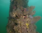 Toxic algal bloom off South Australia coastline devastates marine life – video