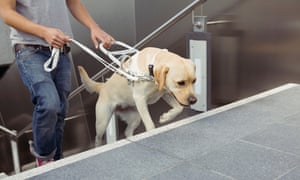 Man walking up stairs with assistance of guide dog<br>GettyImages-523282534
