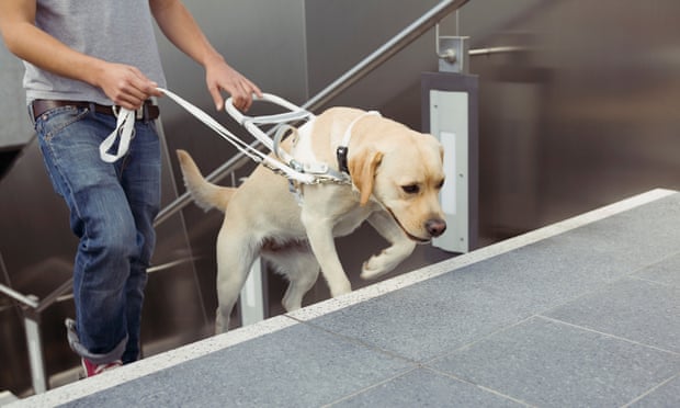 Man walking up stairs with assistance of guide dog