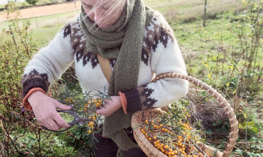Food Forager Collecting Berries in the Field
