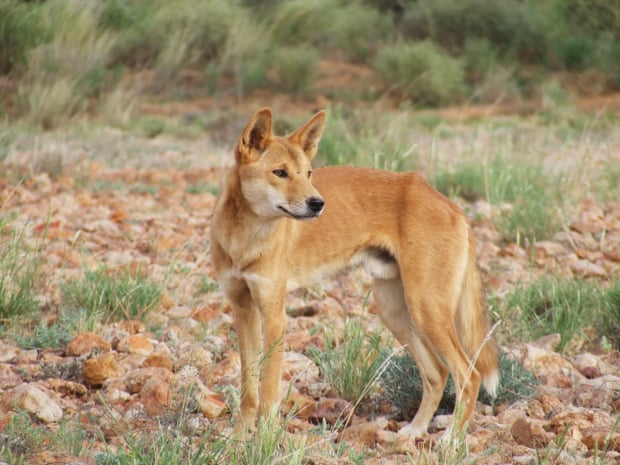 A dingo on Evelyn Downs. Photograph: Arian Wallach