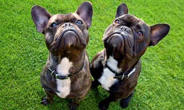 Britain S Most Popular Dogs I Have A Bone To Pick With The Top 10
