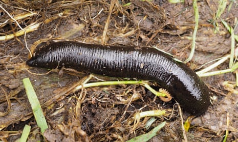 Country diary: Leeches are sinister, insatiable – and more common