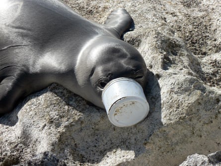 Animais ameaçados de extinção ficam emaranhados em plásticos que criam os oceanos dos EUA