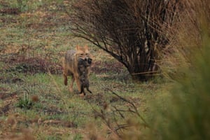 Um lobo carrega sua presa dentro da zona-tampão perto da chamada Linha Alfa que separa as Colinas de Golã controladas por Israel da Síria, vista da cidade de Majdal Shams