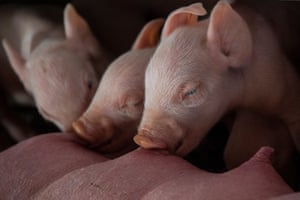 Piglets and a sow from the piggery.