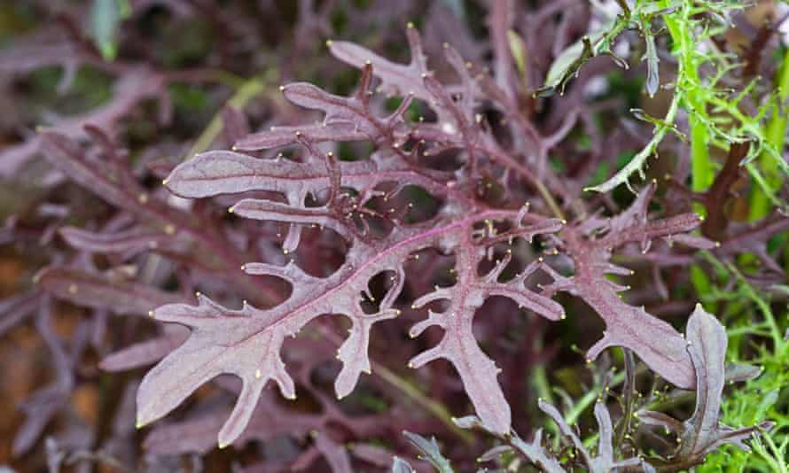 Mustard ‘Red Frills’.