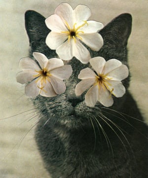 A collage of a cat with flowers on its eyes by Stephen Eichhorn