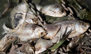 The fish kill on the Lower Darling