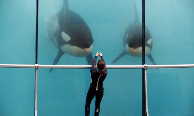 POLL: Should orcas and dolphins be kept in captivity? POLL: Should orcas and dolphins be kept in captivity?
