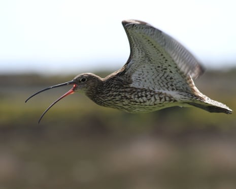 Curlew calling in flight with wings spread and distinctive curved bill