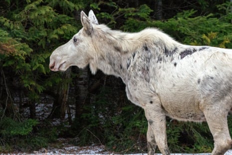 A white moose in Ontario. The moose are not albino, but get their colour from a recessive gene.