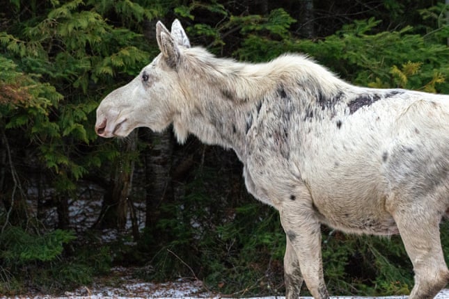 ‘Everyone is outraged and sad’: Canada shocked by killing of rare white moose ‘Everyone is outraged and sad’: Canada shocked by killing of rare white moose