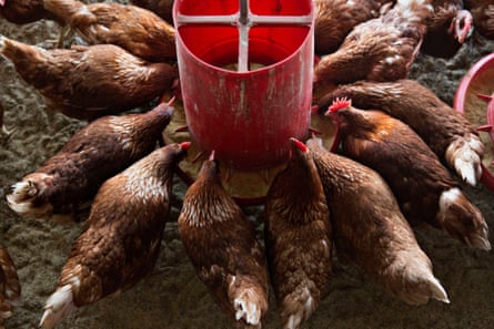 Organic chickens feeding