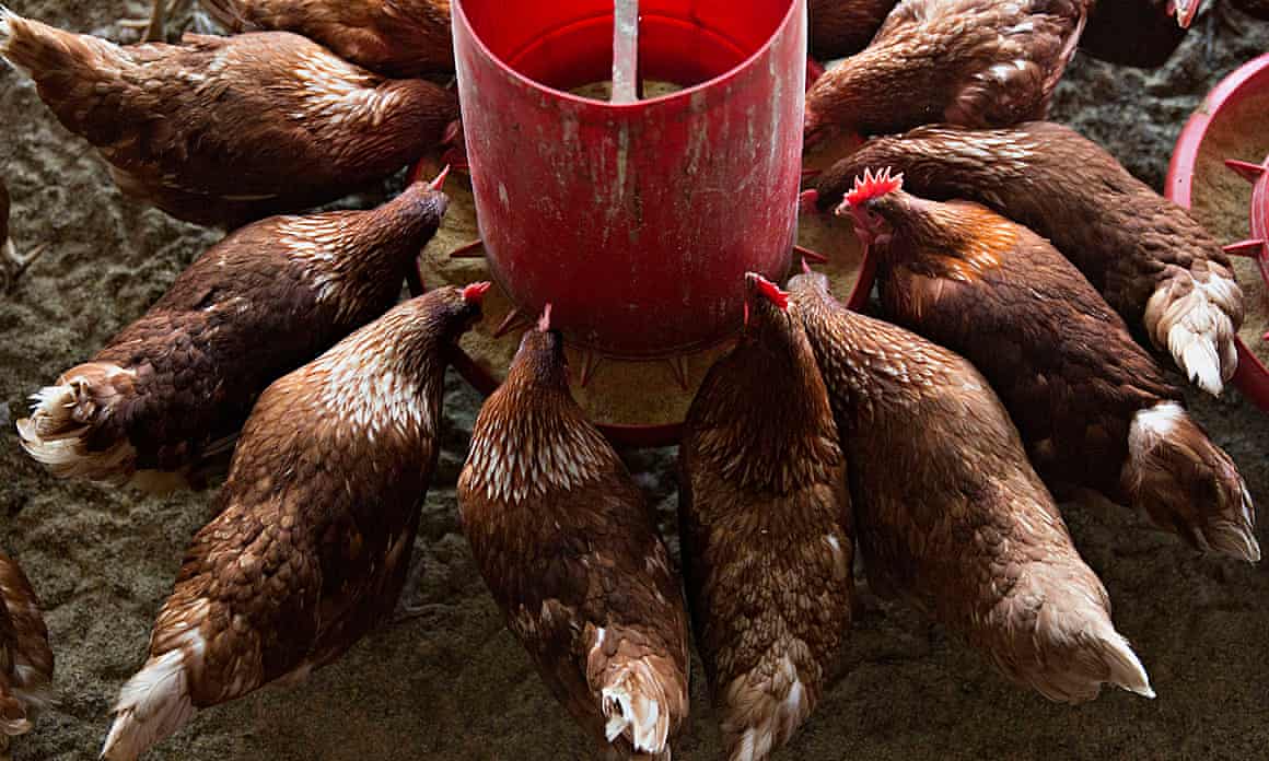 Chickens eat organic feed in a barn at Meadow Haven Farm, a certified organic family run farm, in Sheffield, Illinois