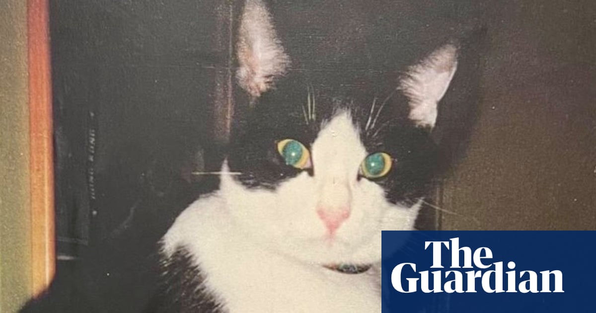 The pet I'll never forget: Chester, the cat who barged into our house and called it home
