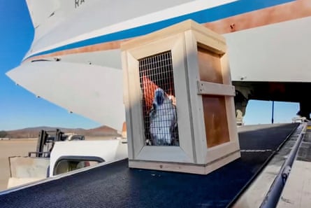 A box containing a white cockatoo is unloaded from a Russian cargo plane at the International Airport in Pyongyang.