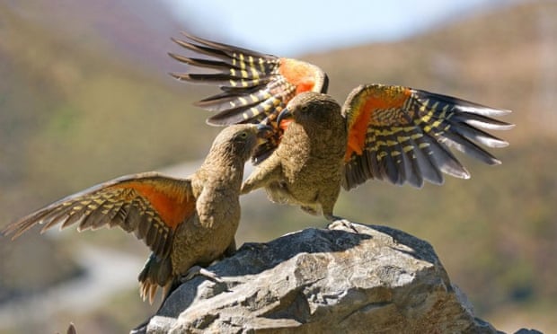 Keas in Arthur’s Pass, New Zealand. The population has plummeted thanks to non-native predators, lead poisoning and hunting by people who consider them pests. Photograph: Andrew Walmsley/Kea Conservation Trust