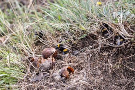 Buff-tailed bumblebee eggs on the edge of a a rabbit hole nest