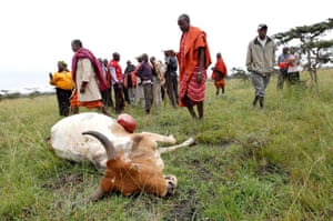 Maasai tribesmen look at a cow killed during an elephant attack on the outskirts of Nairobi.