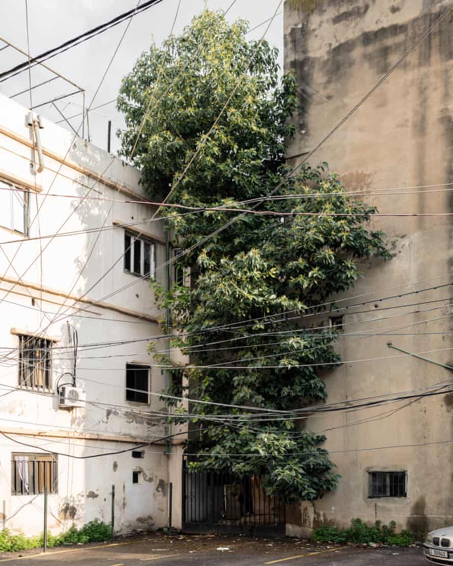 Los árboles antes del final, 2021, de Eva Sudargate Douaihy