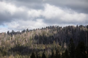 Giant Forest, situated within Sequoia national park, is a mix of white fir, incense cedar, sugar pine, ponderosa pine and giant sequoia trees. The grey trees here are dead; in areas of the national park tree mortality for some species is 70%.