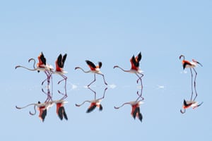 Four flamingos step through the water on a bright day, all reflected upside down in the still water