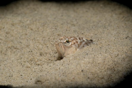 A lesser weeverfish camouflaged in the seabed.